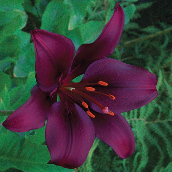 Lily Dark Secret - Asiatic (5 bulbs) | Asiatic lilies, Lily plants, Lily  flower