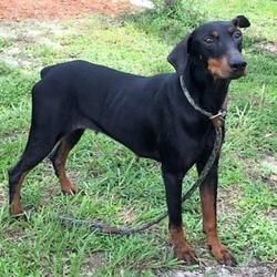 Umatilla Florida Doberman Pinscher Meet Holly A For Adoption