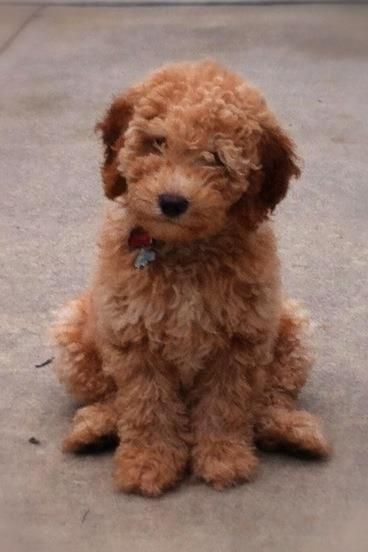labradoodle puppies mn best 25 labradoodle puppies ideas on labradoodles labradoodle and labradoodle puppies mn best 25 labradoodle puppies ideas on labradoodles labradoodle and