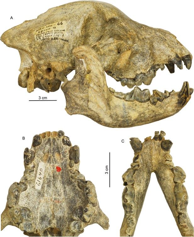 Figures And Data In First Bone Cracking Dog Coprolites Provide New