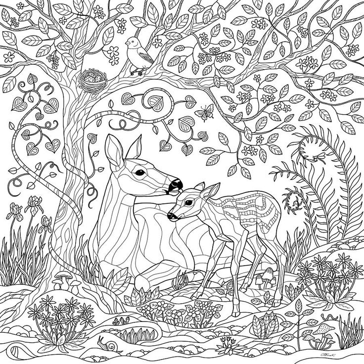 294 best coloring deer images on Pinterest | Adult coloring, Animaux