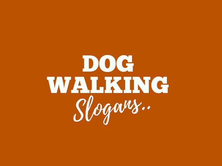 470 Catchy Dog Walking Slogans And Taglines generator Guide Dog 470 Catchy Dog Walking Slogans And Taglines generator Guide Dog