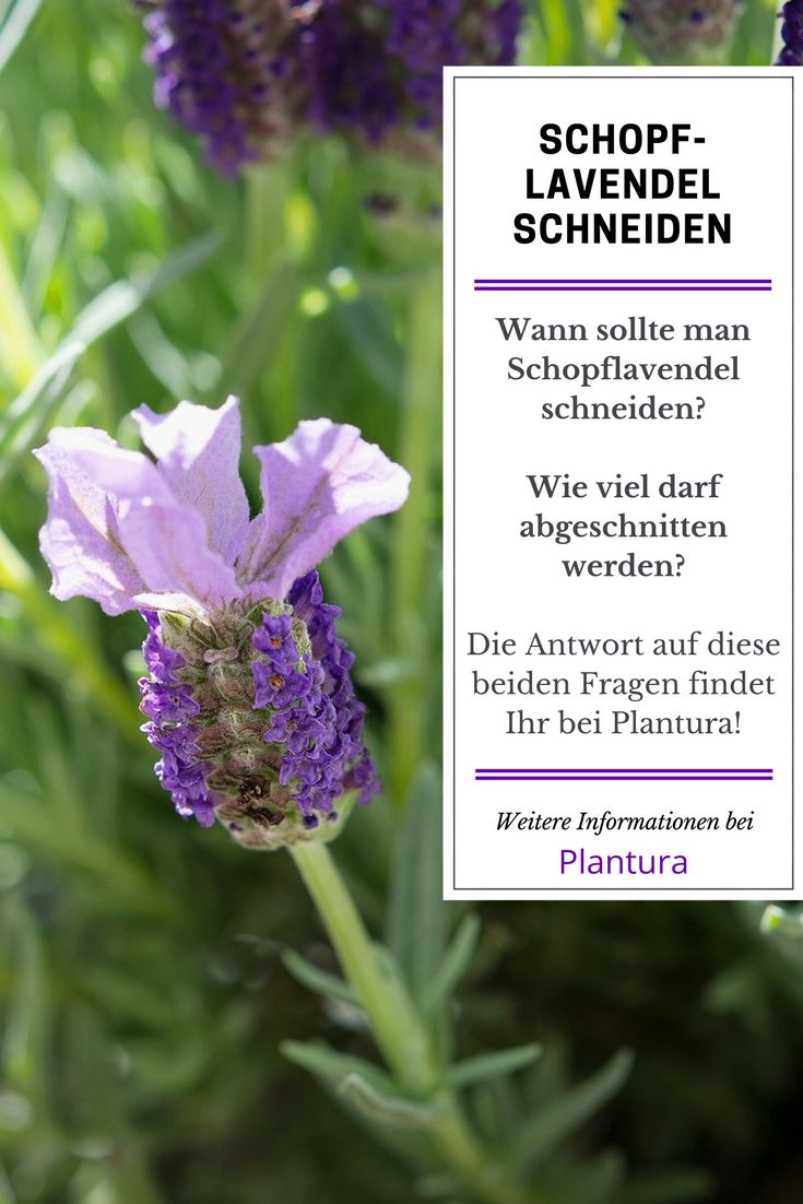Lavendel Schneiden Youtube Lavendel Schneiden Youtube