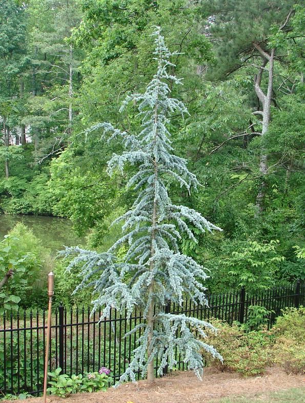 A Show Stopping Blue Atlas Cedar Adding Elegance To Any Landscape A Show Stopping Blue Atlas Cedar Adding Elegance To Any Landscape