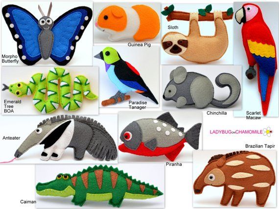 South American And Amazon Rainforest Animals Tropical Rainforest