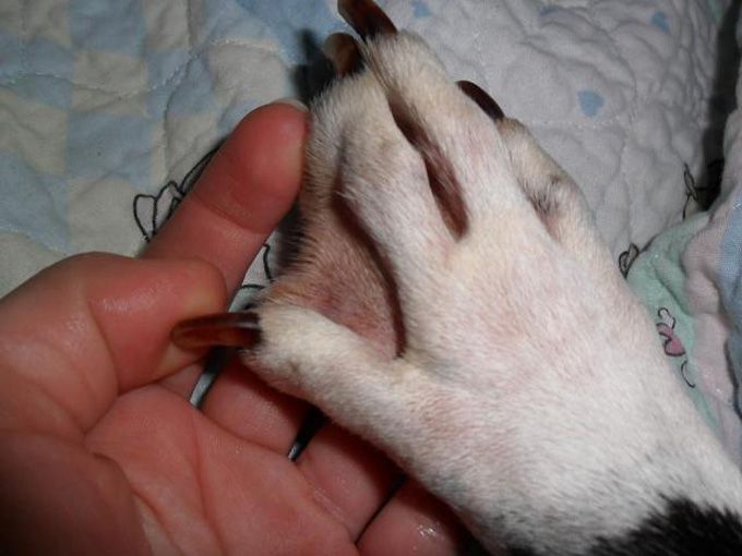 5 Dog Breeds With Webbed Feet And Why They Have Them DogTime 5 Dog Breeds With Webbed Feet And Why They Have Them DogTime