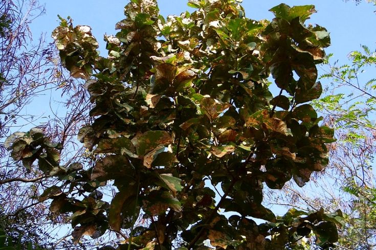 Teak Wood Tree In Hindi Edible Plants Wood Tree Deciduous Trees Teak Wood Tree In Hindi Edible Plants Wood Tree Deciduous Trees