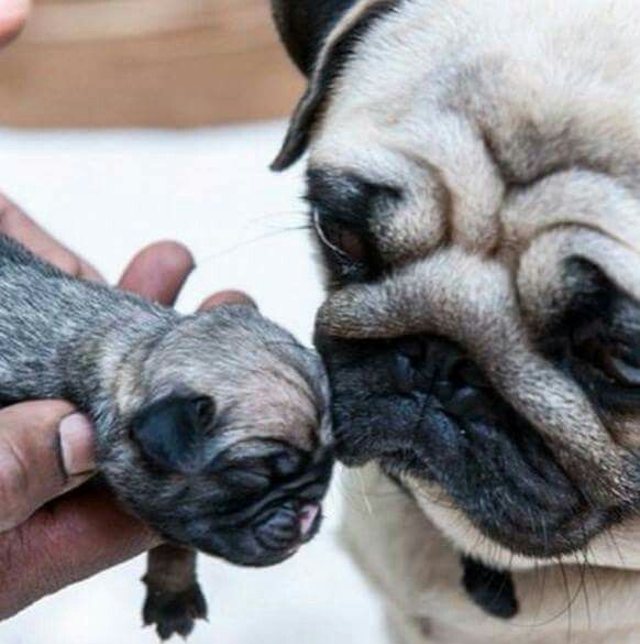 Pin By Pets Zone On Pug Baby Pugs Cute Pugs Pugs