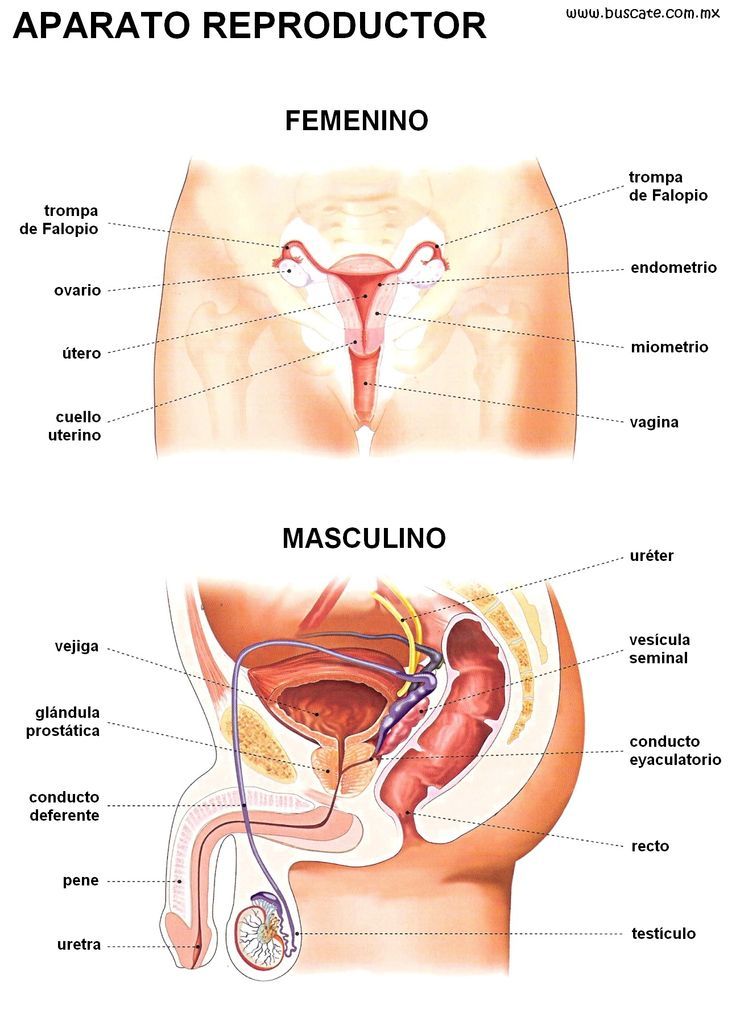 Aparato reproductor y urinario masculino