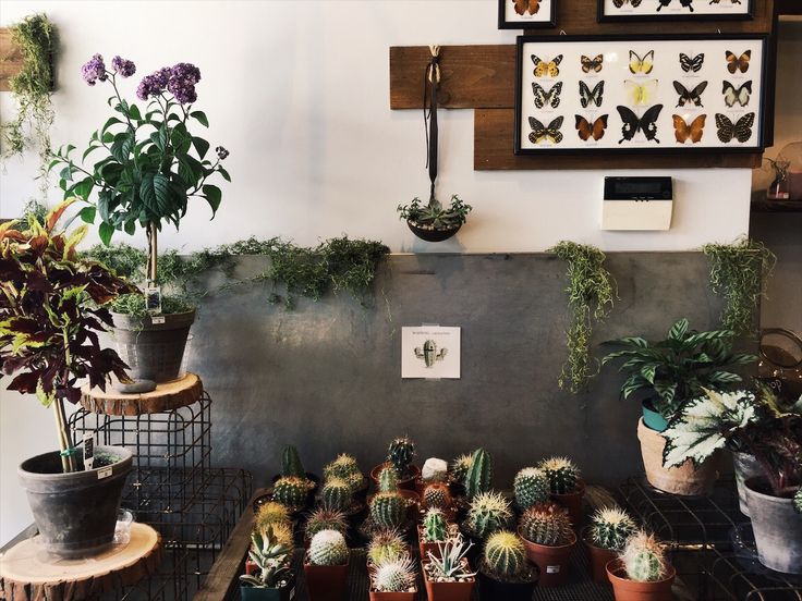 Fenton mi plantas de interior