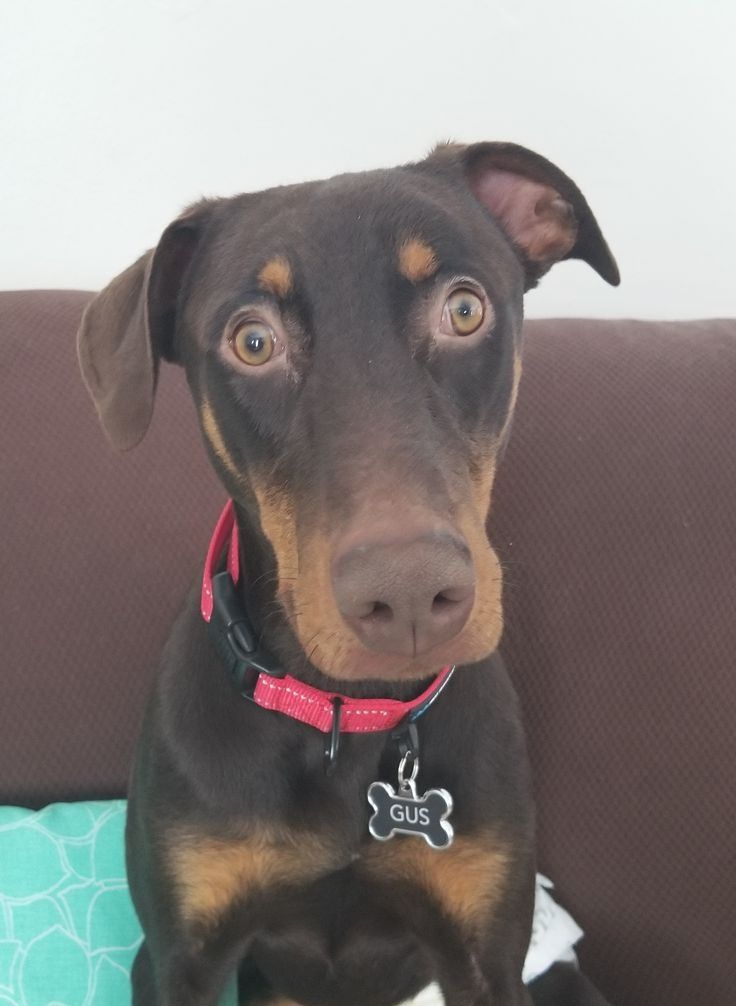 Pin By Stephanie M Clevenger On Doberman Doberman Pinscher Dog