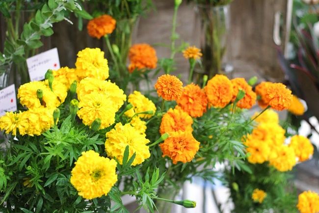 Weeklyflower マリーゴールド 生花店 マリーゴールド 花 Weeklyflower マリーゴールド 生花店 マリーゴールド 花