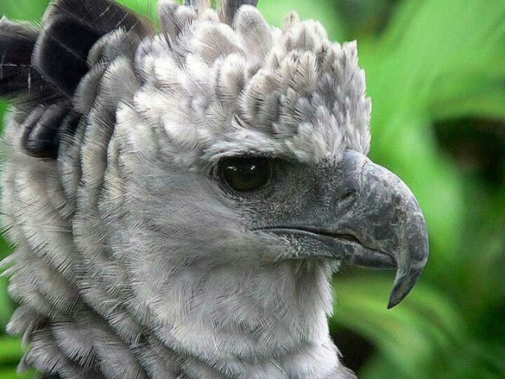 guila arpa