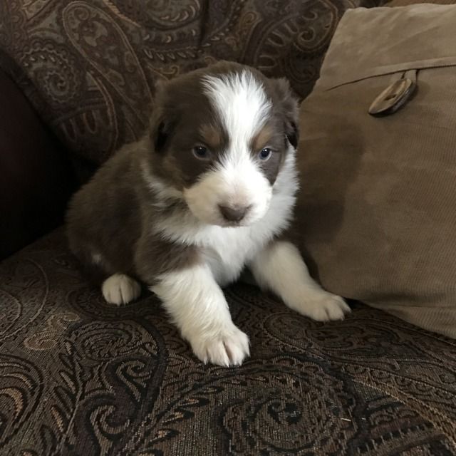 Litter Of 7 Australian Shepherd Puppies For Sale In Pendleton Or