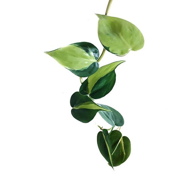 philodendron brasil care nz