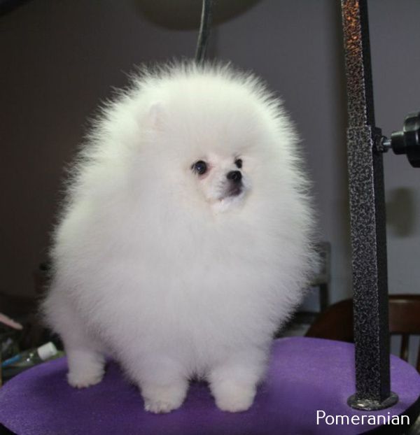 Pin on Pomeranian