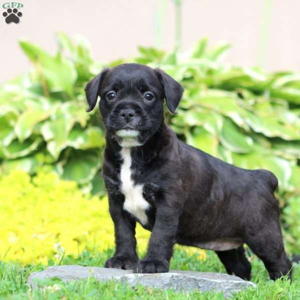 Abby French Bulldog Mix Puppy For Sale In Pennsylvania Dogs
