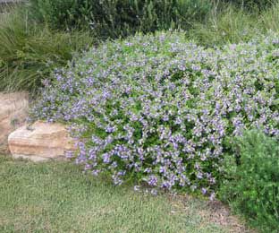 33 Best Australian Native Flora Images On Pinterest Purple Fusion Scaevola Is A Groundcover Plant With An Abundance Of Flowers