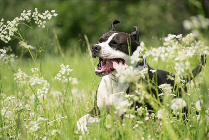 When Can You Let Your Dog Off Leash? Preventive Vet Indoor dog park, Dog park, S