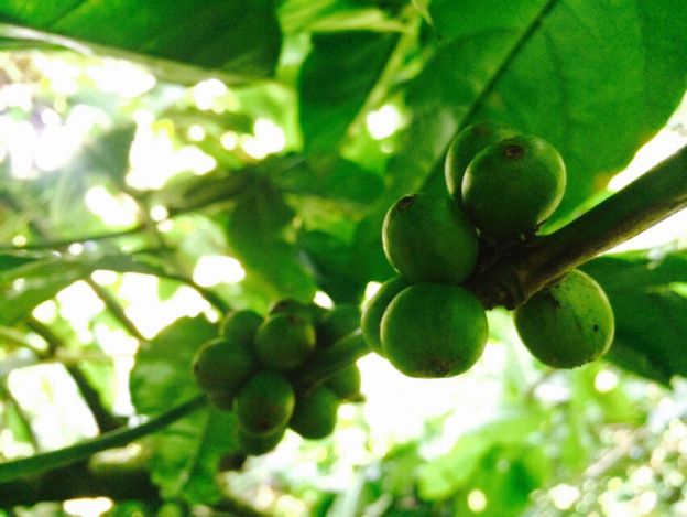 Kopi Arabica Dari Puncak Suroloyo Samigaluh Kulonprogo Petani Indonesia Pedesaan