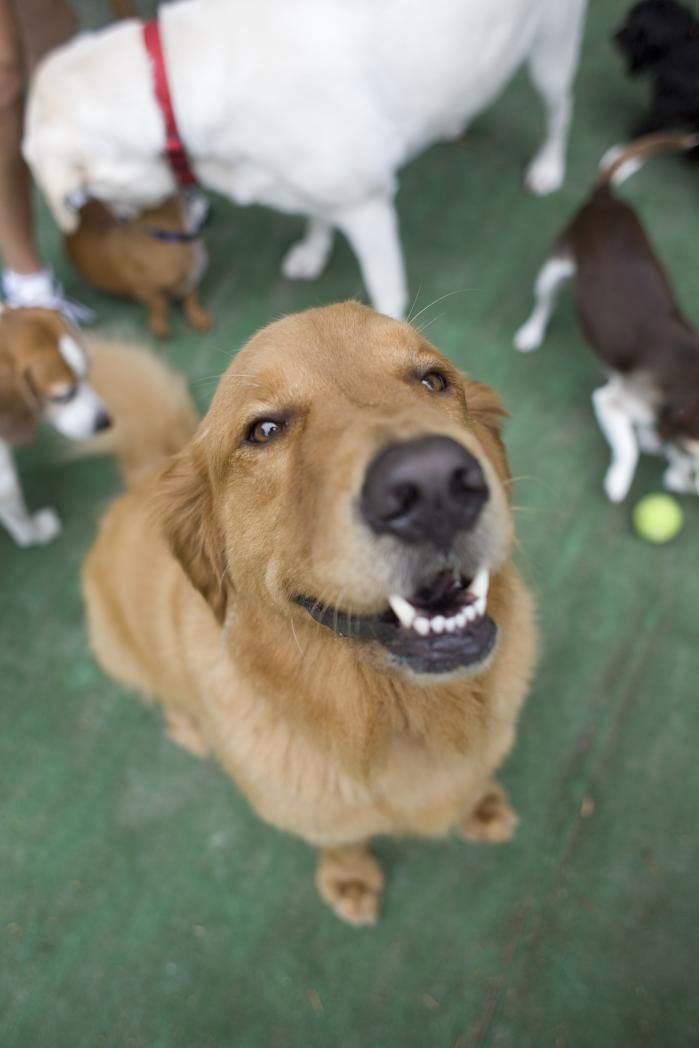101 Names For Southern Dogs Southern Dog Names Best Dog Names