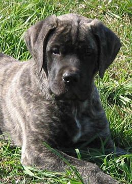 brindle mastiff puppy best 25 bull mastiff puppies ideas on mastiff bull mastiff brindle mastiff puppy best 25 bull mastiff puppies ideas on mastiff bull mastiff