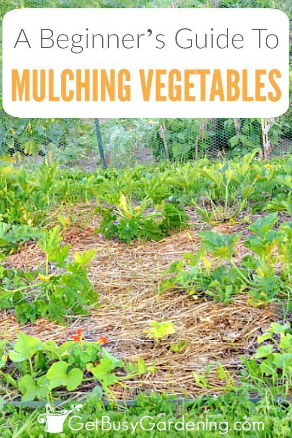 Get Tips For Mulching A Vegetable Garden Including The Benefits Of Vegetables When Planner Mulch Winter Gardening - Vegetable Garden Mulch Ideas Get Tips For Mulching A Vegetable Garden Including The Benefits Of Vegetables When Planner Mulch Winter Gardening - Vegetable Garden Mulch Ideas