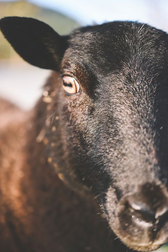 if you re a black sheep here why you should stand with if you re a black sheep here why you should stand with
