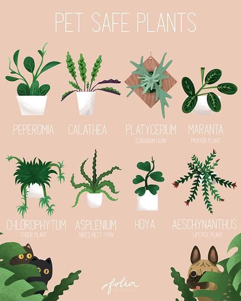 Haustierfreundliche Pflanzen Plants Pet Friendly Plants House Plants Indoor