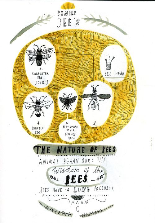 Bee diagram by Katt Frank. Her tumblr is wonderful. | Bee diagram, Bee