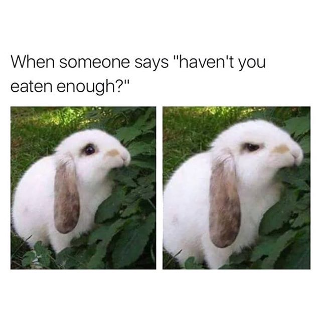 539 best Rabbit rabbit rabbit images on Pinterest Bunnies, Bunny - resume rabbit 539 best Rabbit rabbit rabbit images on Pinterest Bunnies, Bunny - resume rabbit