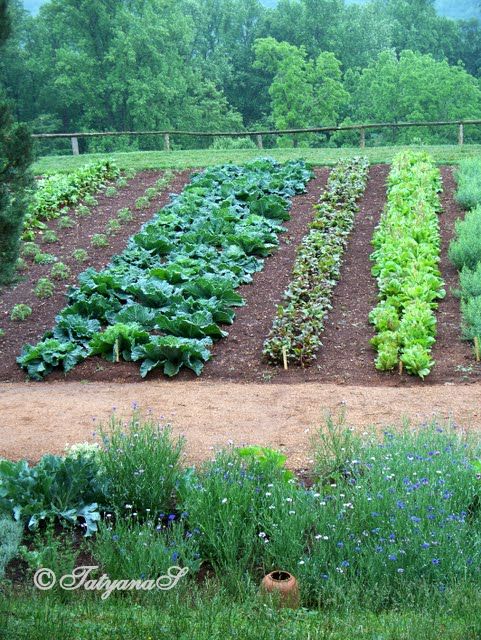 Country Vegetable Garden Ideas 872 best country gardening images on pinterest | gardening Country Vegetable Garden Ideas 872 best country gardening images on pinterest | gardening