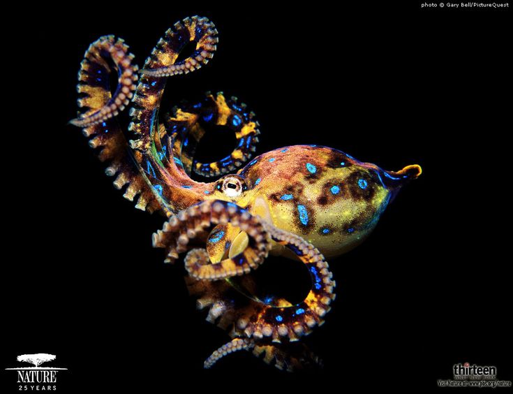 Octopus Hd Wallpapers Pictures Full Octopus Hd Wallpapers Pictures Full Pinterest Wallpaper And
