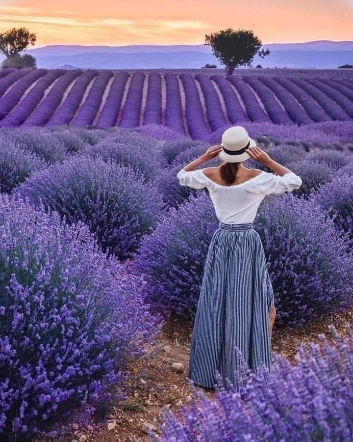 Beautiful Lavender Flowers Hd Wallpaper Lavender Plant Lavender Flowers Flower Wallpaper