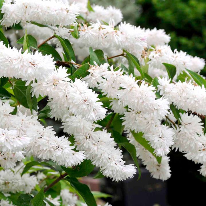 The 25 Best Flowering Shrubs Ideas On Pinterest White The 25 Best Flowering Shrubs Ideas On Pinterest White Trees And Snowball Viburnum