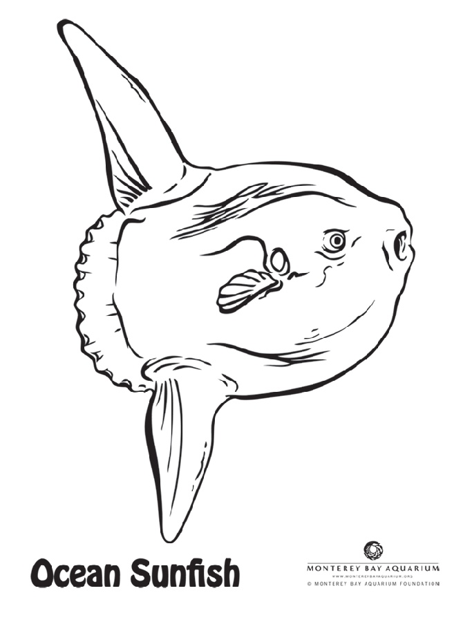 we wanted some new coloring pages for the aquarium website so had to include my
