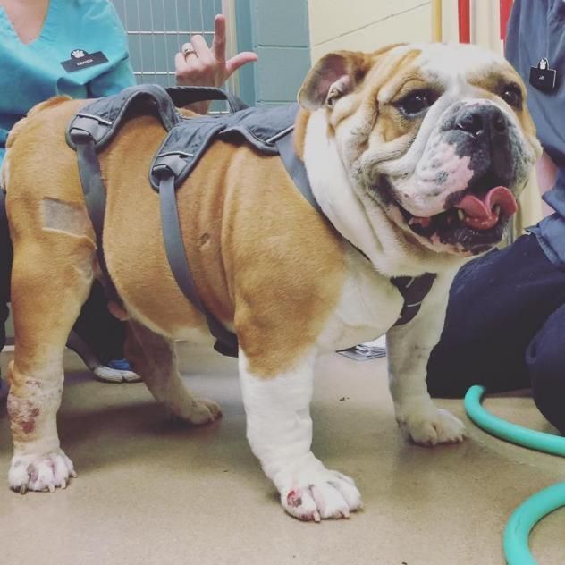 Pin By Britni Barry On Good Boys English Bulldog Dog Bulldog