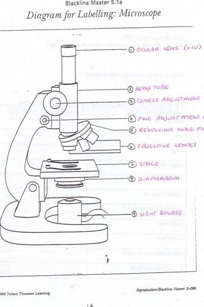 The Compound Microscope Diagram | Microscopic; Diagram; Microscope parts