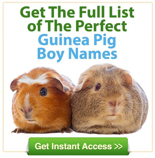 free xxx gay thumbs book about gay guinea pigs