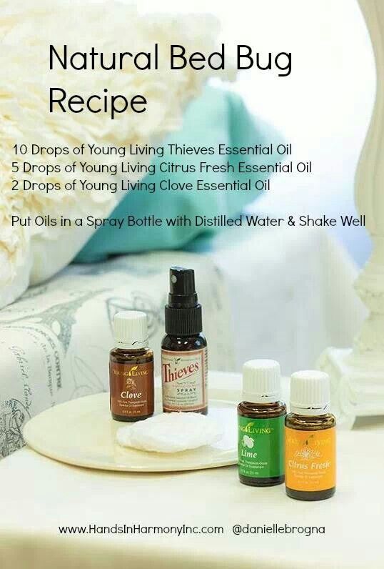 Best Essential Oil To Kill Bed Bugs Best Essential Oil To Kill Bed Bugs