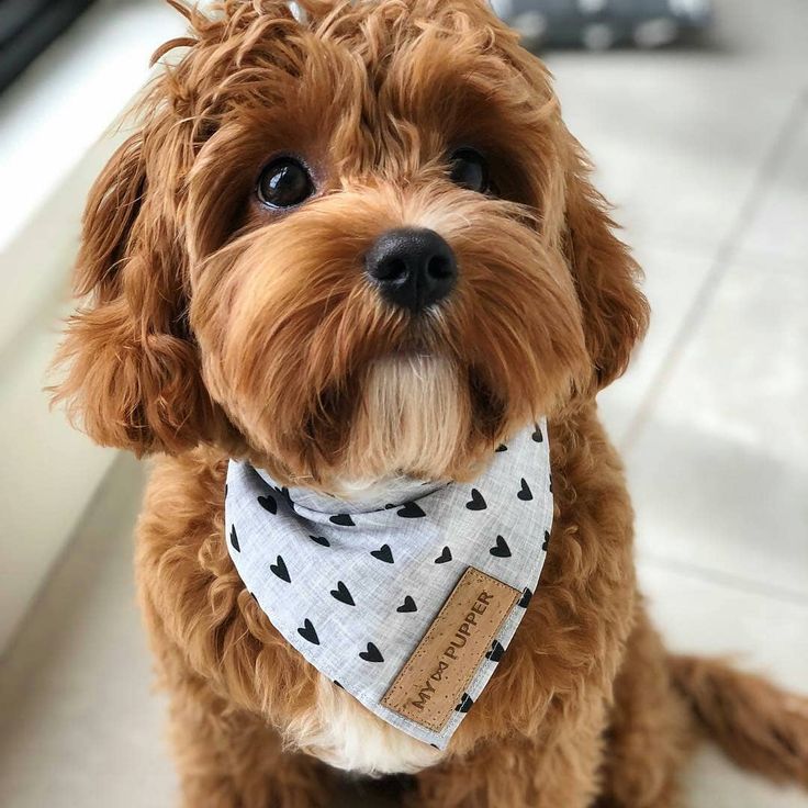 Cava image by charles jernigan in 2020 cavapoo puppies