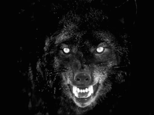 Slobbering Siyah Kurtlar Siyah Kopekler Kurt Ruhu Slobbering Siyah Kurtlar Siyah Kopekler Kurt Ruhu