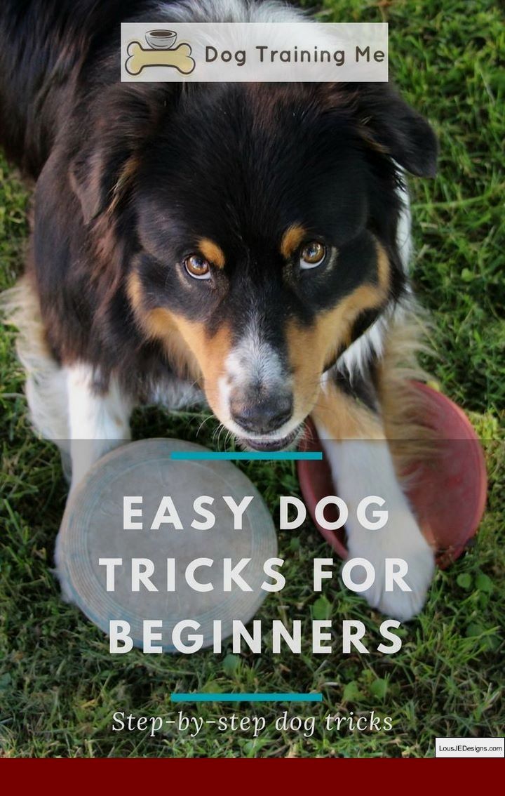 How To Train Your Dog To Stop Biting Leash And Pics Of How To