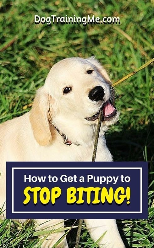 what age do puppies stop biting best 25 puppy biting ideas on stop puppy biting a puppy and what age do puppies stop biting best 25 puppy biting ideas on stop puppy biting a puppy and
