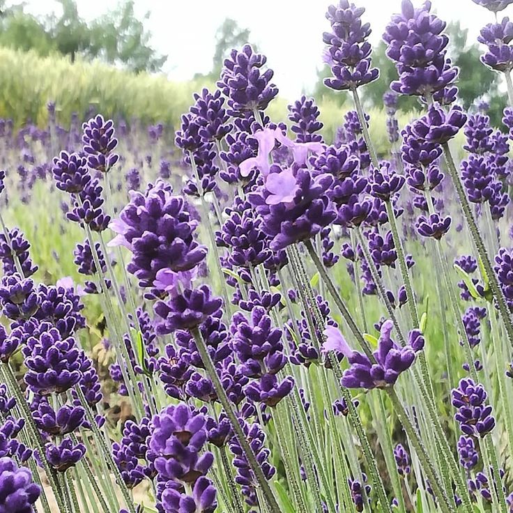 富良野ラベンダーワークスさんはinstagramを利用しています ここ数日 ラベンダーの開花が 進み始めています 収穫まで あと一息 毎日みていますが 毎日 毎回 きれいだな と思います ラベンダーが気持ちよくいられるよう 絡まった草をとっています 富良野ラベンダーワークスさんはinstagramを利用しています ここ数日 ラベンダーの開花が 進み始めています 収穫まで あと一息 毎日みていますが 毎日 毎回 きれいだな と思います ラベンダーが気持ちよくいられるよう 絡まった草をとっています