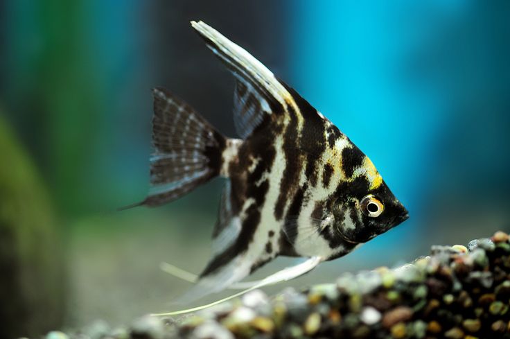 Rebecca | Marble Angelfish | Pterophyllum altum (by... | Angel fish, Fish, Fish pet