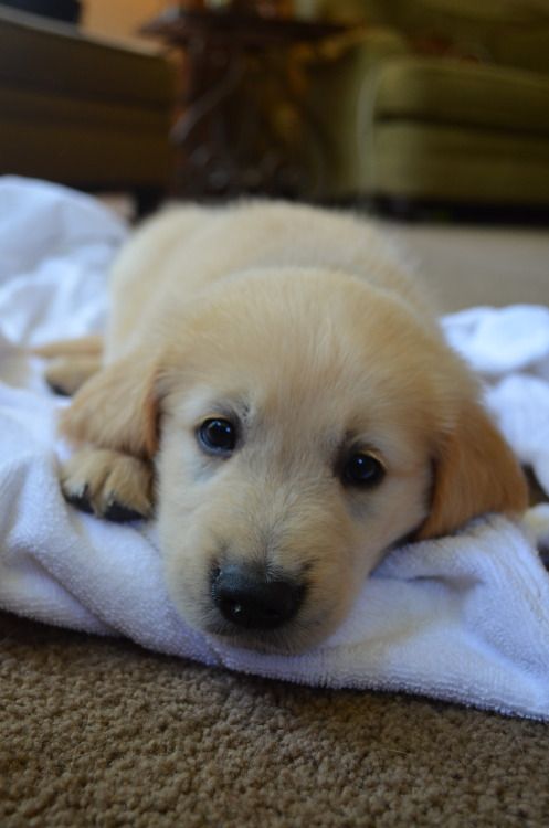 looking for a golden retriever puppy to adopt 593 best golden retrievers images on golden looking for a golden retriever puppy to adopt 593 best golden retrievers images on golden
