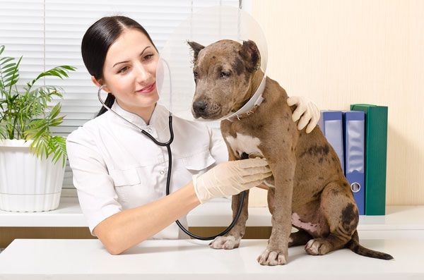 1 how relevant is hps legacy in todays technology driven environment veterinarian job description