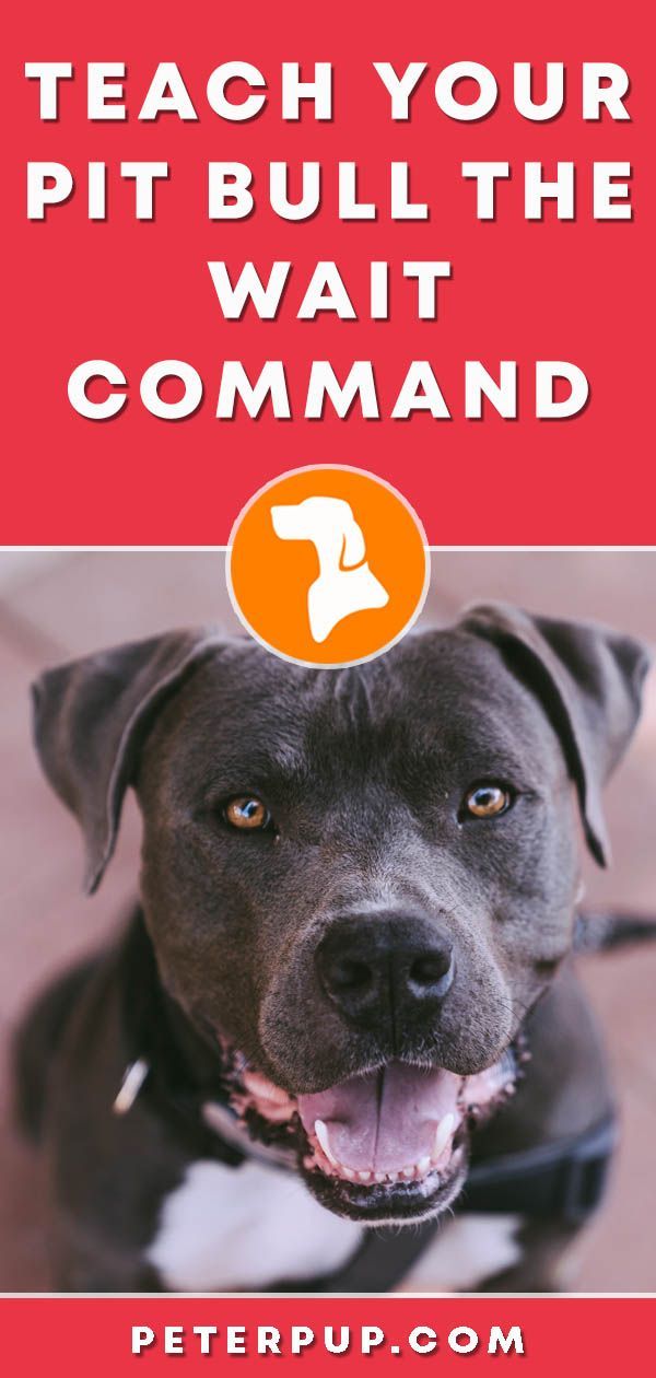 Dog Training Jumping Dogtrainingjumping Dog Training Obedience