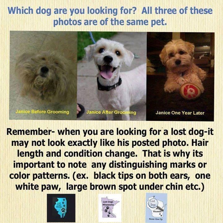136 best Lost Dog Hints \ Tips images on Pinterest 15 dogs, Dog - lost pet flyer maker 136 best Lost Dog Hints \ Tips images on Pinterest 15 dogs, Dog - lost pet flyer maker